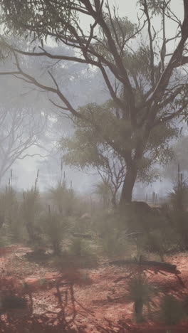 misty forest in the australian outback