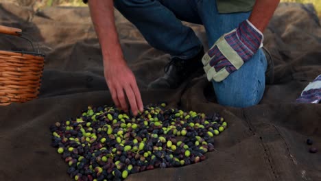 hombre poniendo aceitunas cosechadas en la canasta 4k