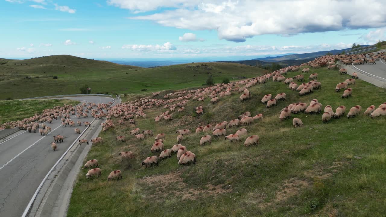 Flock of Sheep Cross Transalpina Road Highway in Carpathian Mountains, Romania - Aerial 4k