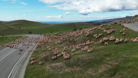 Flock-of-Sheep-Cross-Transalpina-Road-Highway-in-Carpathian-Mountains,-Romania---Aerial-4k