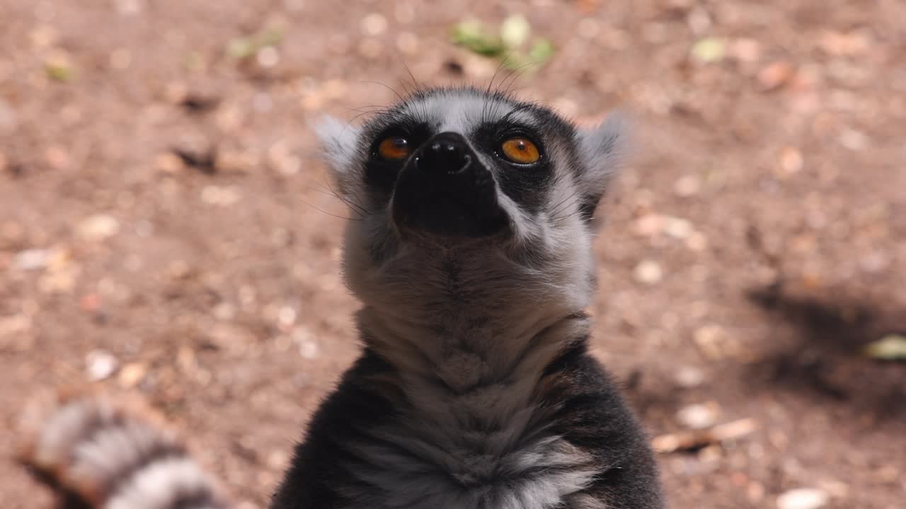 Primo piano della testa di lemure. Mammifero che mastica e mangia su sfondo sfocato. Animali nel parco safari, Sudafrica