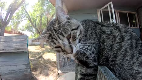 slow motion - tabby cat sitting on a wooden fence in a yard looking at the camera