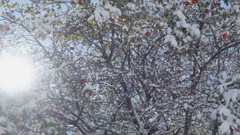 apple tree covered in snow, laden with bright red apples. the sun shines through it's branches. handheld slow motion.