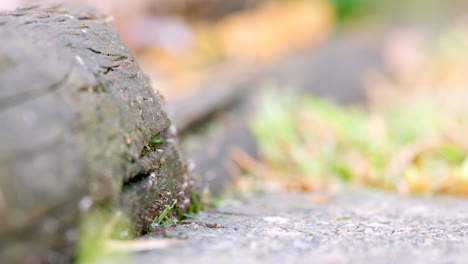 Niedriger-Winkel,-Flacher-Fokus-Von-Lästigen-Gartenameisen,-Die-Weiße-Eier-Wegtragen