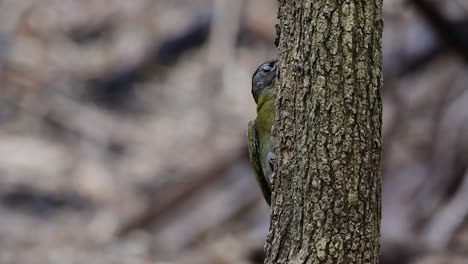 Pájaro-Carpintero-De-Cabeza-Gris,-Picus-Canus