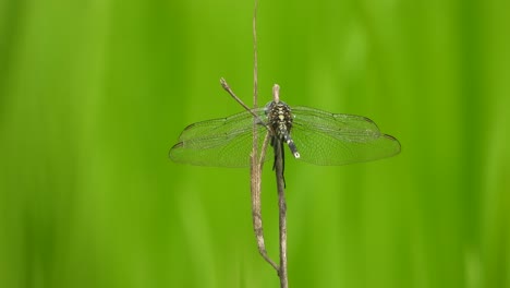 libélula verde - hierba - arroz - hierba
