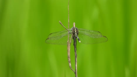 dragonfly green - grass - rice - grass