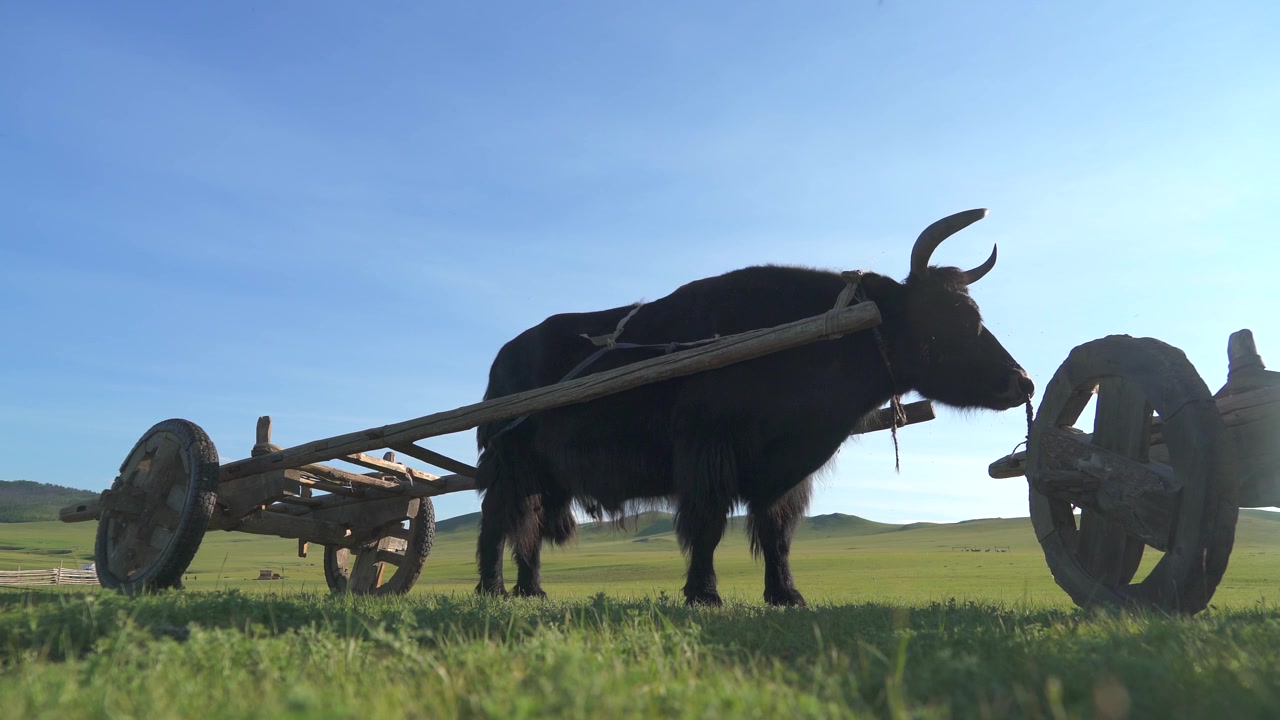 Black Yak Standing with Wooden Cart in Mongolian Steppe