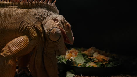 Green-iguana-chewing-on-salad-on-black-background