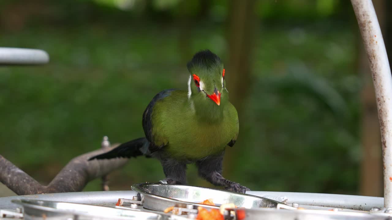 vista frontal de cerca de un turaco de mejillas blancas con plumaje vibrante, encaramado en el borde del comedor de aves, comiendo frutas del cuenco