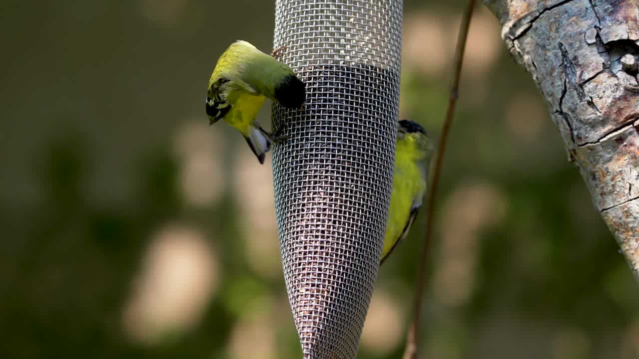 남부 캘리포니아에서 엉겅퀴 씨앗을 먹는 작은 황금방울새