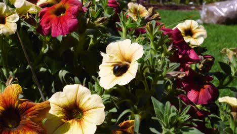 Hummel-In-Petunienblüte---Sonniger-Tag-Ontario-Kanada