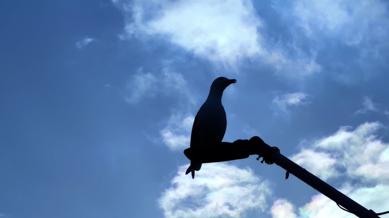 Silhouette di gabbiano appollaiato su un lampione contro il cielo blu. Silhouette di uccello retroilluminata su un lampione metallico con nuvole bianche e sfondo di cielo blu. Vista dal basso.