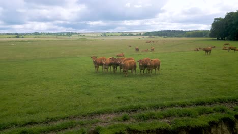 Disparo-De-Drone-Tirando-Hacia-Atrás-De-Un-Grupo-De-Vacas-En-Un-Campo-De-Agricultores-En-Escocia