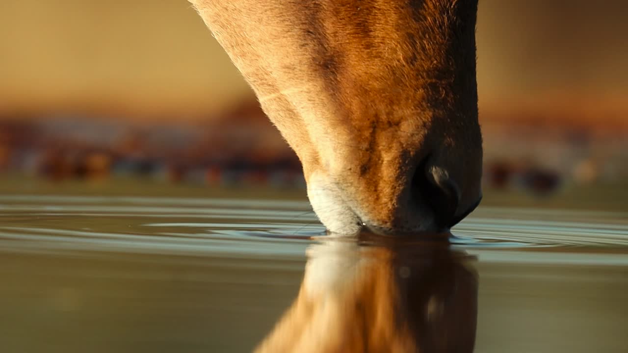 un primer plano extremo de la boca de un impala mientras bebe, gran kruger