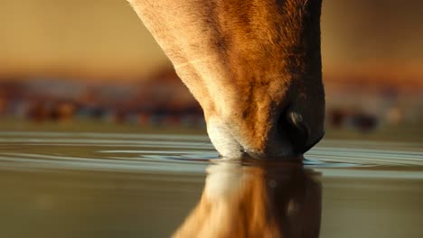 An-extreme-close-up-of-an-Impala's-mouth-while-drinking,-Greater-Kruger