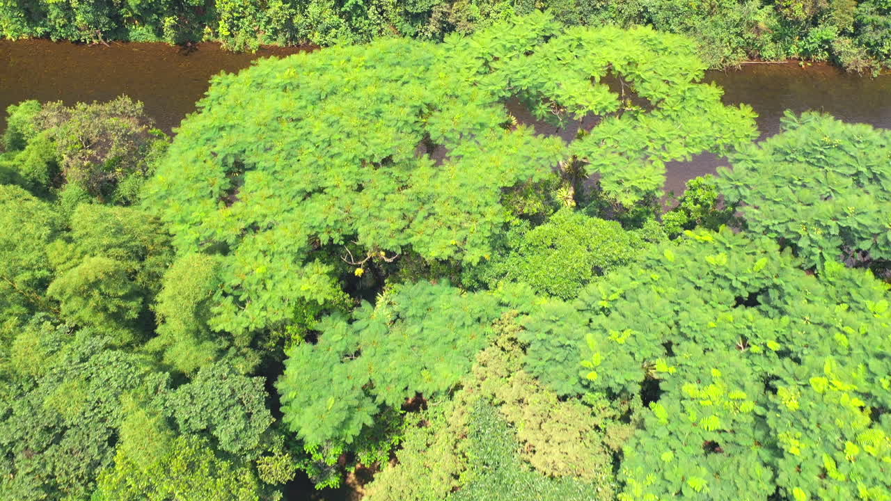 브라질의 아마존 열대림에 있는 여름 푸른 나무의 드론 조감도, 강을 드러냄