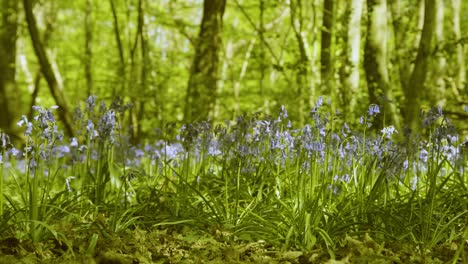 Wide-shot-of-Bluebells-in-the-sunlight-with-shadows