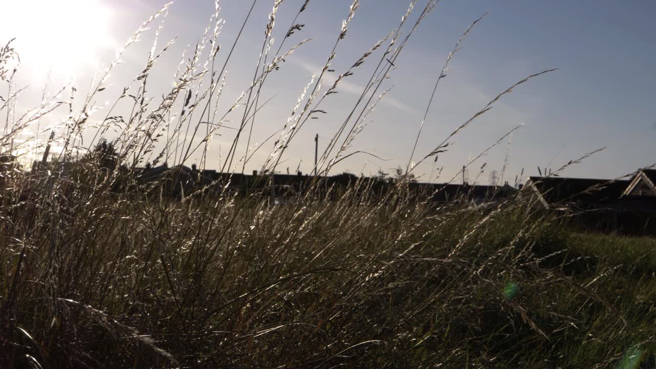 백그라운드에서 교외 주택으로 불고 있는 긴 잔디 확대 샷
