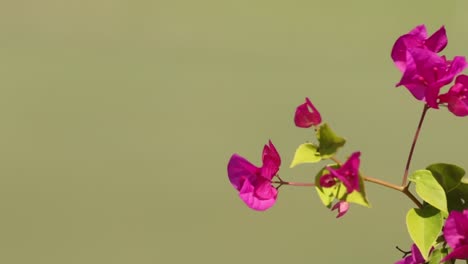 bright pink bougainvillea flowers with green leaves stand out against a soft green backdrop, capturing nature's vibrant beauty.