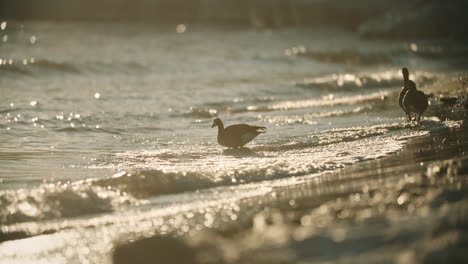 wild canadian geese silhouette walking into beach waves during summer sunset