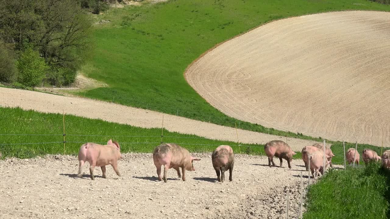 야외 양식 돼지, 유기농, 식품