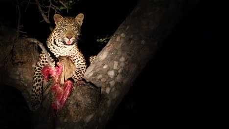 leopardo con una matanza en el árbol por la noche jadeando mirando alrededor, iluminado con foco, gran kruger