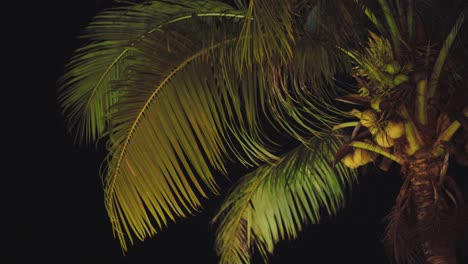 A-tall-coconut-tree-by-the-beach-of-El-Nido,-Philippines-dancing-in-the-wind-on-summer-evening---Tilt-up