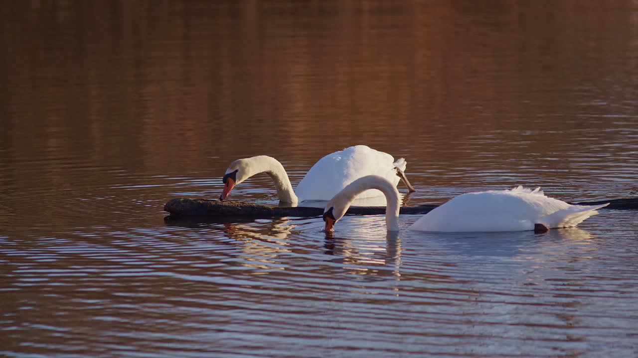 Cinematic super slow-mo footage capturing swans in mating season at sunrise.