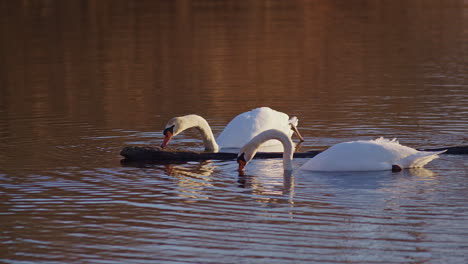 cinematic super slow-mo footage capturing swans in mating season at sunrise.