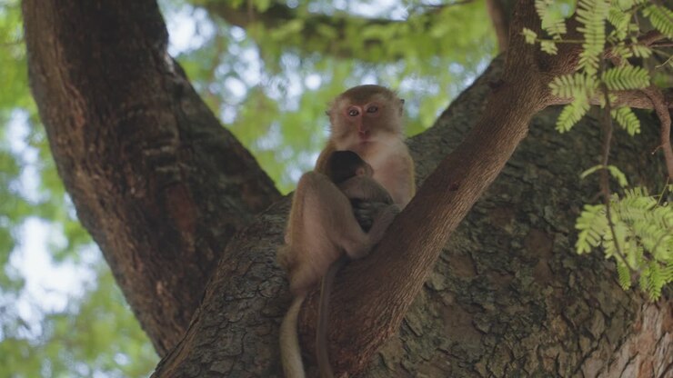 Monkey in a tree