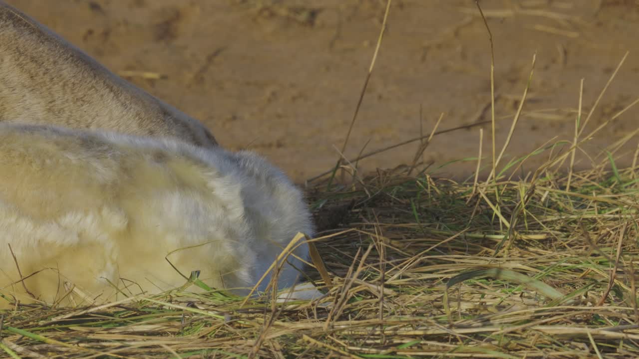 temporada de reproducción para las focas grises del atlántico, cachorros recién nacidos con pelaje blanco, madres que cuidan y se unen en el cálido sol de la tarde de noviembre