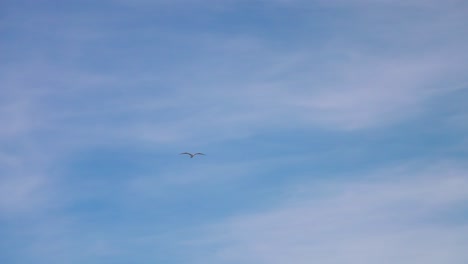 Gaviota-Aislada-Volando-En-Cámara-Lenta,-Fondo-Con-Nubes-Dispersas