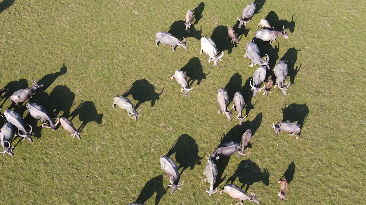 탁 트인 들판에서 풀을 뜯고 있는 버팔로 무리의 하향식 공중 전망