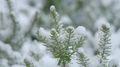 rosemary plant covered in snow