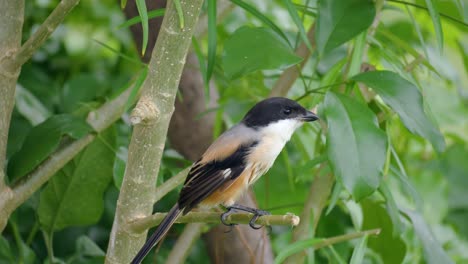 alcaudón de cola larga o alcaudón de lomo rufo o alcaudón de cabeza negra perfil de primer plano encaramado en la rama de un árbol tropical