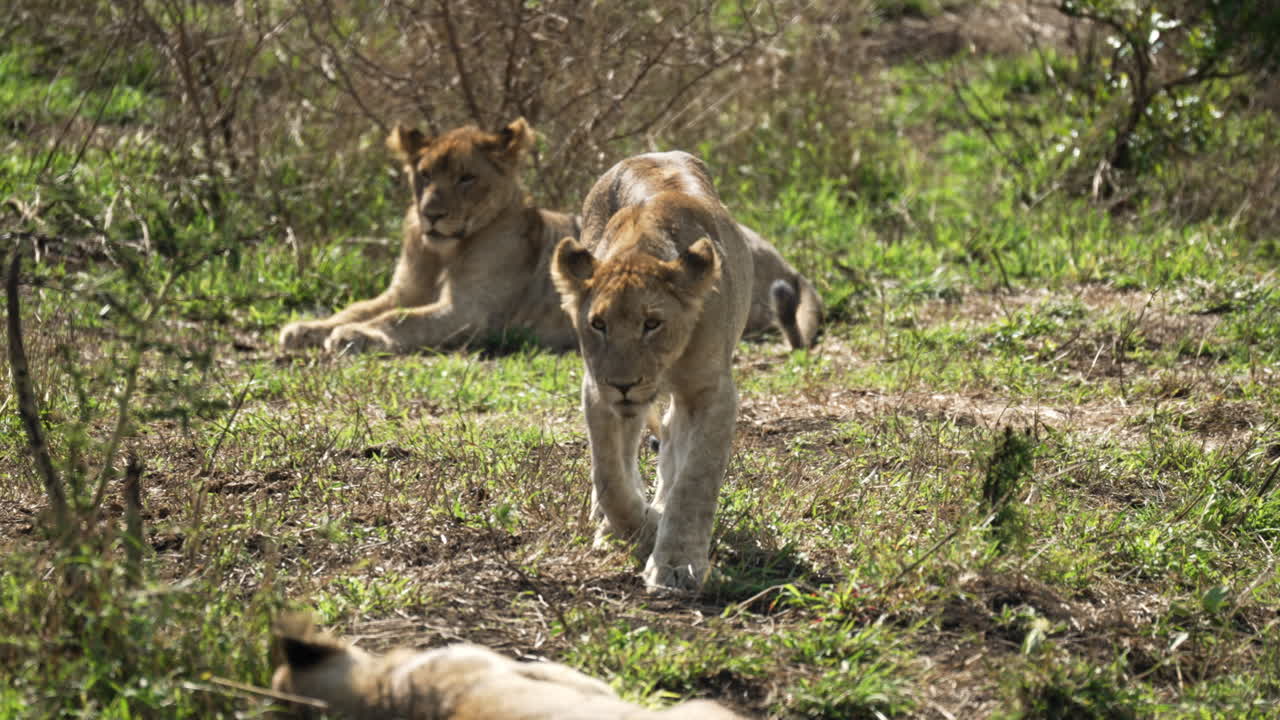 jonge mannelijke leeuw die naar de camera loopt met een andere onscherpe leeuw op de voorgrond en een leeuwin op de achtergrond omringd door afrikaanse struiken