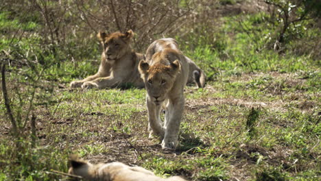 León-Macho-Joven-Caminando-Hacia-La-Cámara-Con-Otro-León-Desenfocado-En-Primer-Plano-Y-Una-Leona-En-El-Fondo-Rodeada-De-Arbustos-Africanos