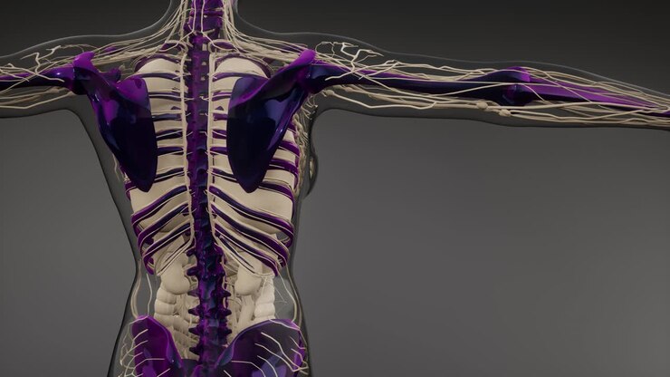 Transparent Human Body with Visible Bones