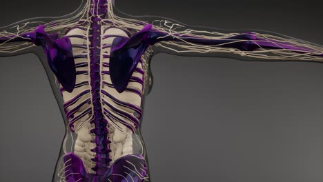 transparent human body with visible bones