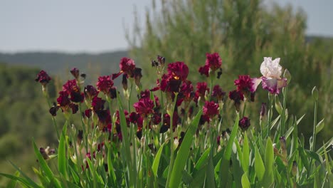 lirios rojos fucsia en primavera