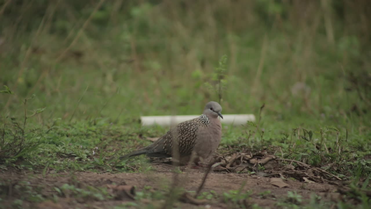 카메라를 바라보는 땅 위의 반점 비둘기의 에서 낮은 pov