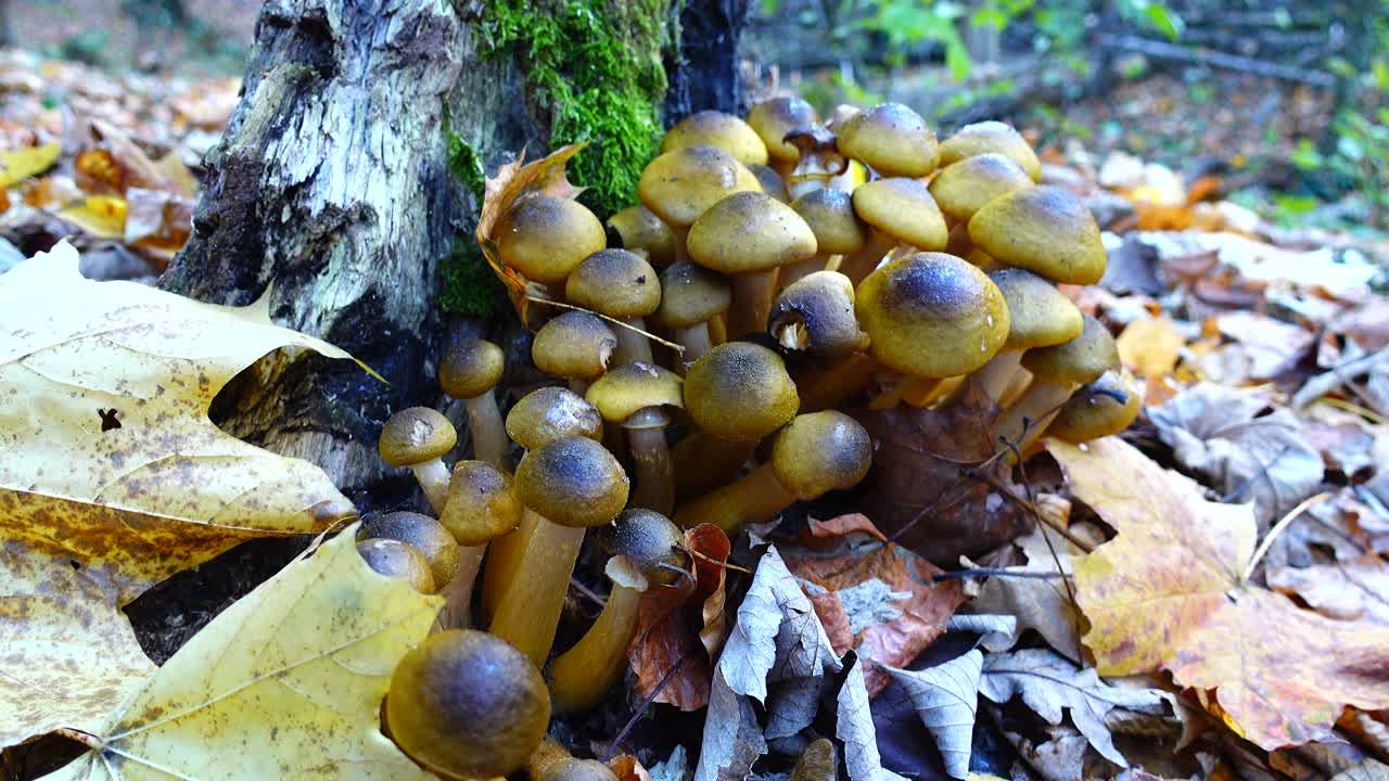 Funghi chiodini nel bosco autunnale.