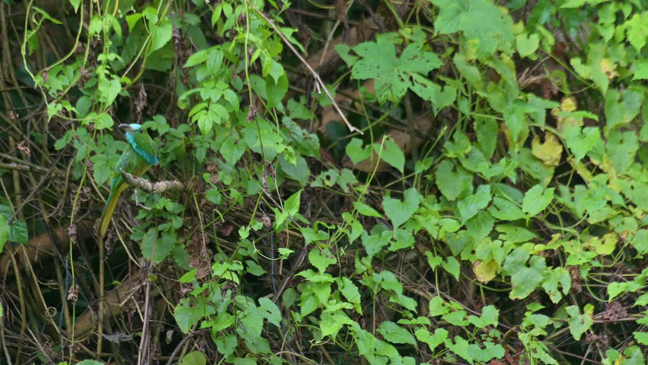 sentado en una rama sobresaliente, escanea el área, vuela para atrapar una comida, regresa a su percha mirando hacia la izquierda y salta alrededor para mirar hacia la derecha de nuevo, el apicultor de barba azul nyctyornis athertoni, tailandia