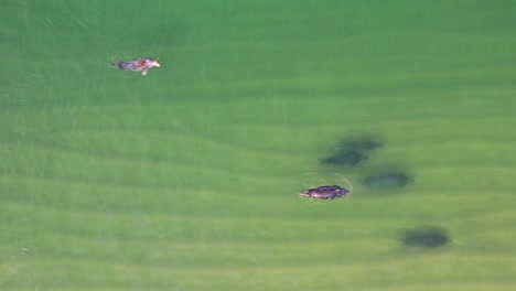 Tracking-six-seals-as-a-vulnerable-slower-one-pops-up-for-air-in-shallow-green-water-along-the-coast