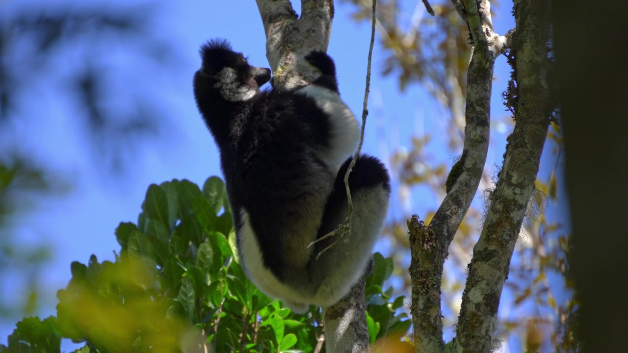 Lemure Indri Indri che salta da un albero nel Parco Nazionale di Andasibe, Madagascar; video Slow Mo del lemure più grande del mondo, bianco e nero, specie in pericolo critico.