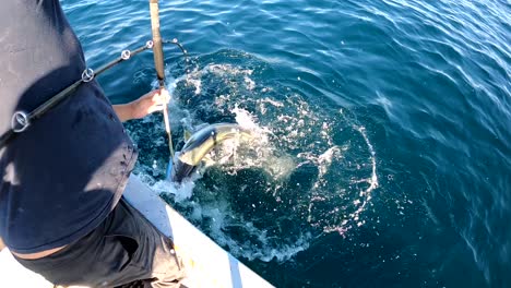 angler gaffs yellowtail fish while rod is bent from weight of caught fish