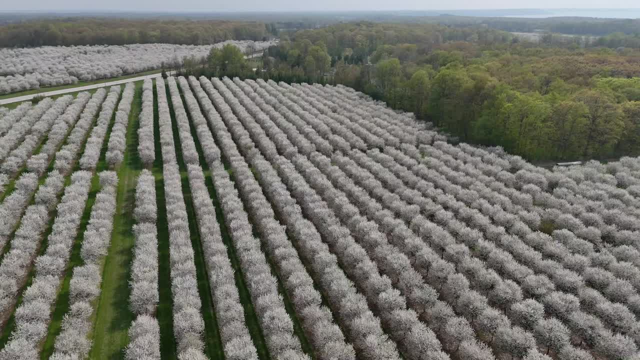 los huertos de cerezos en el condado de door, wisconsin están en plena floración en la primavera de cada año.