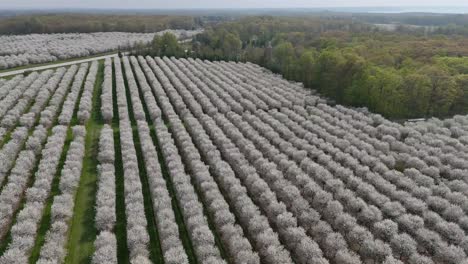 Los-Huertos-De-Cerezos-En-El-Condado-De-Door,-Wisconsin,-Están-En-Plena-Floración-En-La-Primavera-De-Cada-Año.