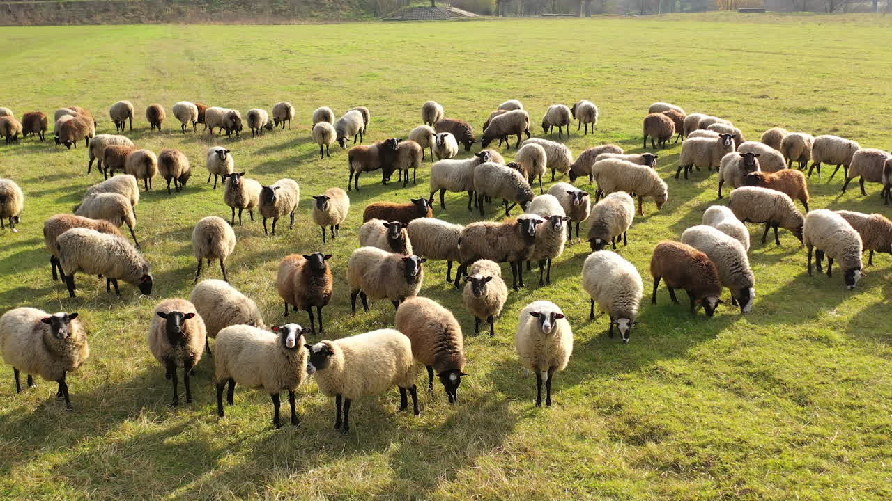 Herding a large flock of sheep. Aerial view of a farm with sheeps.